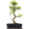 Banyanfeige, Bonsai, 14 Jahre, 60cm -Empfohlener Shop für Topfpflanzen ificret141 24