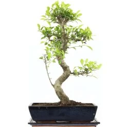 Banyanfeige, Bonsai, 14 Jahre, 60cm