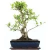 Banyanfeige, Bonsai, 14 Jahre, 55cm 2 Banyanfeige, Bonsai, 14 Jahre, 55cm -Empfohlener Shop für Topfpflanzen ificret141 26