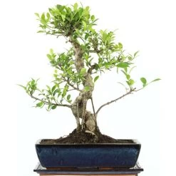 Banyanfeige, Bonsai, 14 Jahre, 55cm