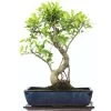 Banyanfeige, Bonsai, 14 Jahre, 54cm -Empfohlener Shop für Topfpflanzen ificret141 28