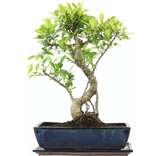 Banyanfeige, Bonsai, 14 Jahre, 54cm 3 Banyanfeige, Bonsai, 14 Jahre, 54cm