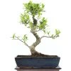 Banyanfeige, Bonsai, 14 Jahre, 52cm 2 Banyanfeige, Bonsai, 14 Jahre, 52cm -Empfohlener Shop für Topfpflanzen ificret141 30