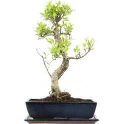 Banyanfeige, Bonsai, 14 Jahre, 58cm