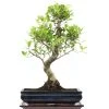 Banyanfeige, Bonsai, 14 Jahre, 57cm 2 Banyanfeige, Bonsai, 14 Jahre, 57cm -Empfohlener Shop für Topfpflanzen ificret141 34