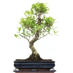 Banyanfeige, Bonsai, 14 Jahre, 57cm