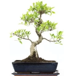Banyanfeige, Bonsai, 14 Jahre, 55cm