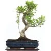 Banyanfeige, Bonsai, 14 Jahre, 50cm 1 Banyanfeige, Bonsai, 14 Jahre, 50cm -Empfohlener Shop für Topfpflanzen ificret141 40