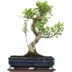 Banyanfeige, Bonsai, 14 Jahre, 50cm