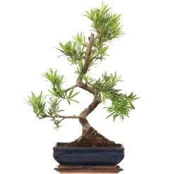 Steineibe, Bonsai, 11 Jahre, 55cm