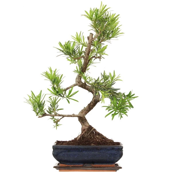 Steineibe, Bonsai, 11 Jahre, 55cm 3 Steineibe, Bonsai, 11 Jahre, 55cm