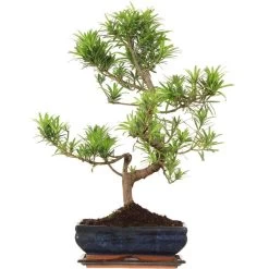 Steineibe, Bonsai, 11 Jahre, 56cm