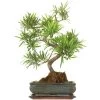 Steineibe, Bonsai, 11 Jahre, 47cm 2 Steineibe, Bonsai, 11 Jahre, 47cm -Empfohlener Shop für Topfpflanzen ipodmac111 08