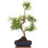 Steineibe, Bonsai, 11 Jahre, 62cm -Empfohlener Shop für Topfpflanzen ipodmac111 10
