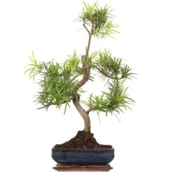 Steineibe, Bonsai, 11 Jahre, 62cm