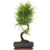 Steineibe, Bonsai, 11 Jahre, 54cm 1 Steineibe, Bonsai, 11 Jahre, 54cm -Empfohlener Shop für Topfpflanzen ipodmac111 11