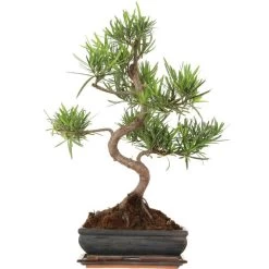 Steineibe, Bonsai, 11 Jahre, 53cm