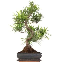 Steineibe, Bonsai, 11 Jahre, 58cm