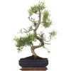 Steineibe, Bonsai, 11 Jahre, 55cm 2 Steineibe, Bonsai, 11 Jahre, 55cm -Empfohlener Shop für Topfpflanzen ipodmac111 18