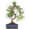 Steineibe, Bonsai, 11 Jahre, 50cm -Empfohlener Shop für Topfpflanzen ipodmac111 23