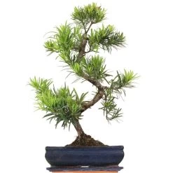 Steineibe, Bonsai, 12 Jahre, 59cm