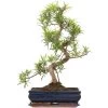 Steineibe, Bonsai, 12 Jahre, 55cm -Empfohlener Shop für Topfpflanzen ipodmac121 03