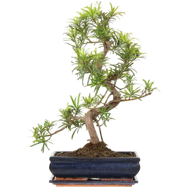Steineibe, Bonsai, 12 Jahre, 55cm 3 Steineibe, Bonsai, 12 Jahre, 55cm