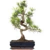 Steineibe, Bonsai, 12 Jahre, 54cm 1 Steineibe, Bonsai, 12 Jahre, 54cm -Empfohlener Shop für Topfpflanzen ipodmac121 04
