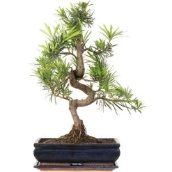 Steineibe, Bonsai, 12 Jahre, 54cm