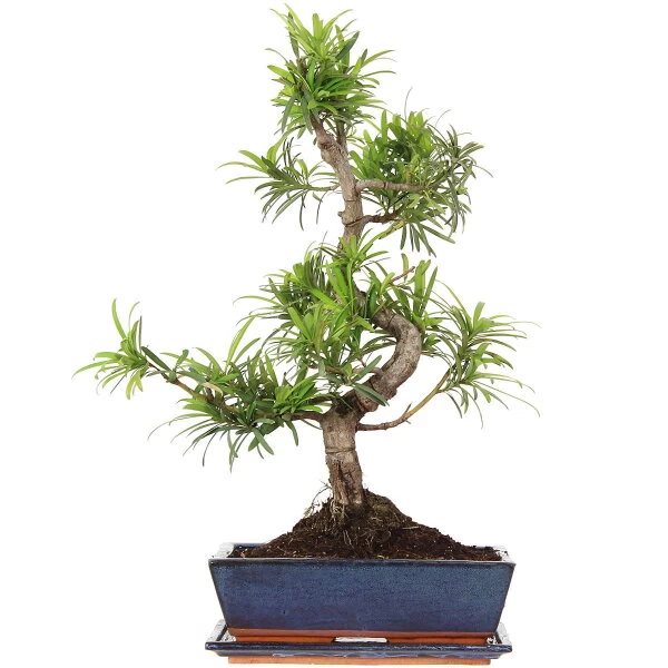 Steineibe, Bonsai, 12 Jahre, 56cm 3 Steineibe, Bonsai, 12 Jahre, 56cm