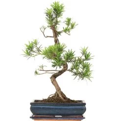 Steineibe, Bonsai, 12 Jahre, 57cm
