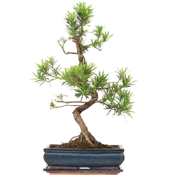Steineibe, Bonsai, 12 Jahre, 57cm 3 Steineibe, Bonsai, 12 Jahre, 57cm