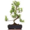 Steineibe, Bonsai, 12 Jahre, 55cm 2 Steineibe, Bonsai, 12 Jahre, 55cm -Empfohlener Shop für Topfpflanzen ipodmac121 16