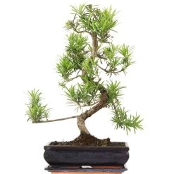 Steineibe, Bonsai, 12 Jahre, 55cm