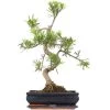 Steineibe, Bonsai, 12 Jahre, 58cm 2 Steineibe, Bonsai, 12 Jahre, 58cm -Empfohlener Shop für Topfpflanzen ipodmac121 18