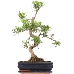 Steineibe, Bonsai, 12 Jahre, 58cm