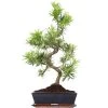 Steineibe, Bonsai, 12 Jahre, 60cm -Empfohlener Shop für Topfpflanzen ipodmac121 19