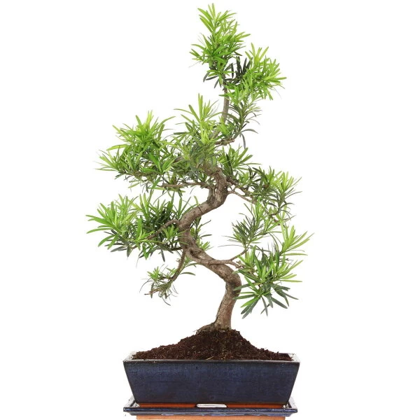 Steineibe, Bonsai, 12 Jahre, 60cm 3 Steineibe, Bonsai, 12 Jahre, 60cm