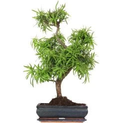 Steineibe, Bonsai, 12 Jahre, 61cm
