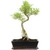 Junischnee, Bonsai, 12 Jahre, 47cm -Empfohlener Shop für Topfpflanzen iserfoe121 07