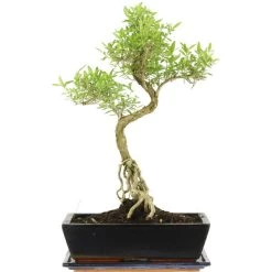 Junischnee, Bonsai, 12 Jahre, 47cm