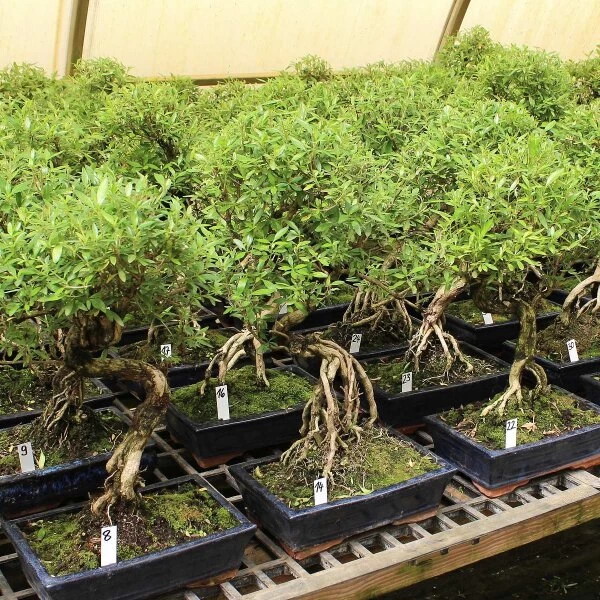 Junischnee, Bonsai, 12 Jahre, 47cm 4 Junischnee, Bonsai, 12 Jahre, 47cm – Bild 2