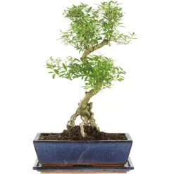 Junischnee, Bonsai, 12 Jahre, 46cm