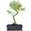 Junischnee, Bonsai, 12 Jahre, 49cm -Empfohlener Shop für Topfpflanzen iserfoe121 18