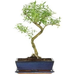Junischnee, Bonsai, 12 Jahre, 49cm