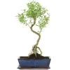 Junischnee, Bonsai, 12 Jahre, 54cm -Empfohlener Shop für Topfpflanzen iserfoe121 19