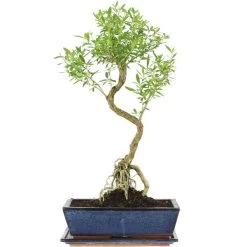 Junischnee, Bonsai, 12 Jahre, 54cm