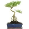 Junischnee, Bonsai, 12 Jahre, 45cm 2 Junischnee, Bonsai, 12 Jahre, 45cm -Empfohlener Shop für Topfpflanzen iserfoe121 27