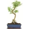 Junischnee, Bonsai, 12 Jahre, 52cm -Empfohlener Shop für Topfpflanzen iserfoe121 33