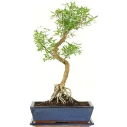 Junischnee, Bonsai, 12 Jahre, 52cm